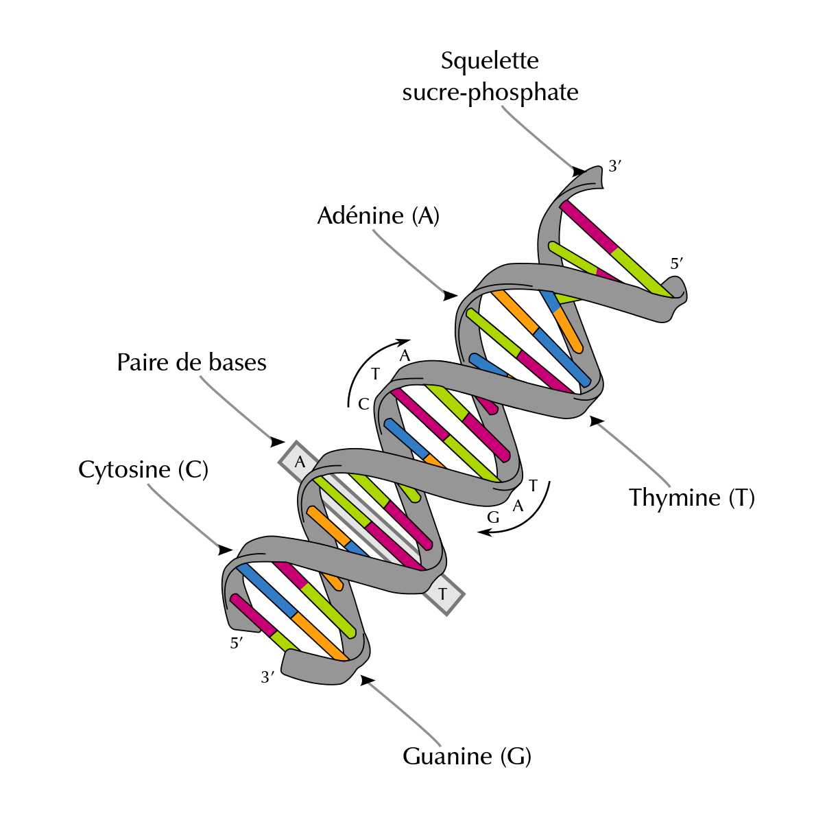 CCINP-TSI-Info-2020-SequencageGenome-Support CCINP-TSI-Info-2020-SequencageGenome-Support