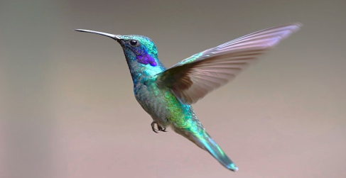 XENS-PSI-Mod-2024-ProjetColibri-Support XENS-PSI-Mod-2024-ProjetColibri-Support
